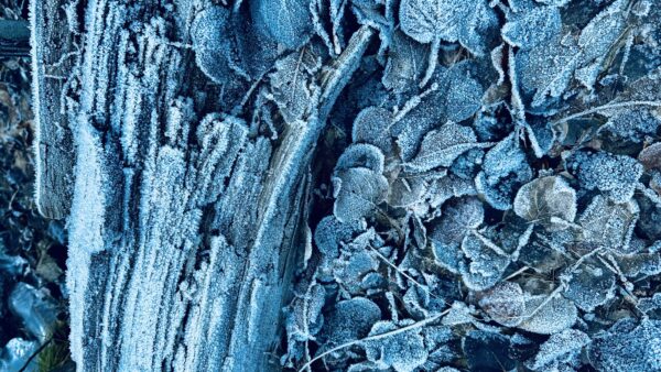 Frosted DeComposition: Winter frost on dry leaves and a decomposing log.